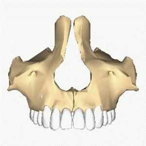 Maxilar maxilar: structură, funcție, posibile deteriorări