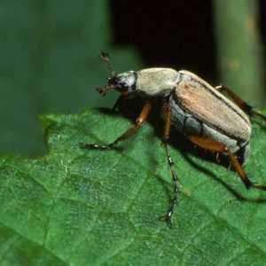 Un prieten de primăvară este un gândac în mai. Câte picioare are gândacul și pentru ce sunt…
