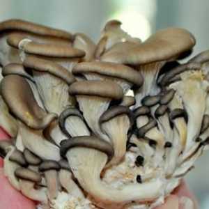 Ciupercile de stridii: bune și rele. Cum să pregătiți stridiile murate