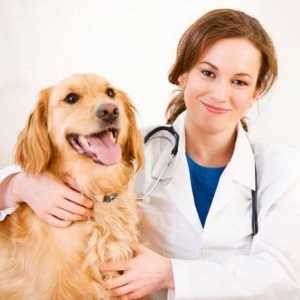 Clinica veterinară din Tver: Clinica veterinară "Aibolit"