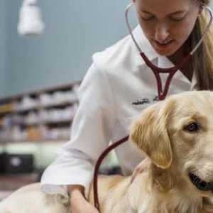 Clinici veterinare în Arkhangelsk: lista, adresele, serviciile