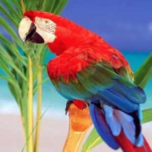 Tipul de papagali - complexitatea caracterului și farmecul comunicării