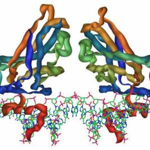 Tipuri de proteine, funcțiile și structura lor