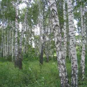 Tipuri de birches în Rusia: descriere, fotografie