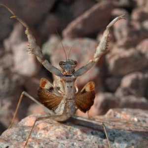 Tipuri de mantis: descriere, nume, caracteristici și fapte interesante