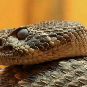 Tipuri și numele de șerpi, fotografie