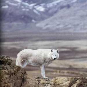 Tipuri și subspecii de lupi. Tundra lup: descriere, caracteristici și habitat