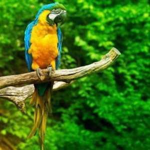 Tipuri de papagali: fotografie, nume. Cum de a determina tipul de papagal?