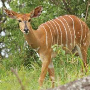 Antelope: descrierea speciilor