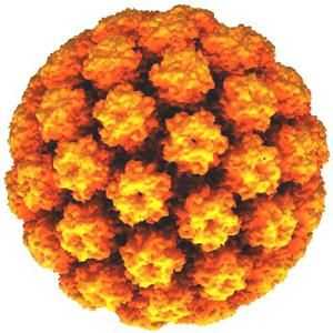 Virusul papilomului uman: simptome, moduri de infectare, diagnostic și tratament