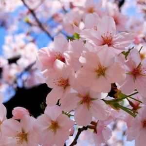 Flori de cirese. Cireșă înflorită: fotografie
