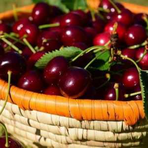 Cherry Brusnitsina: descrierea soiului, plantarea și îngrijirea