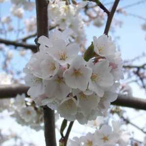 Cherry Ordinary - Regina Grădinii de primăvară