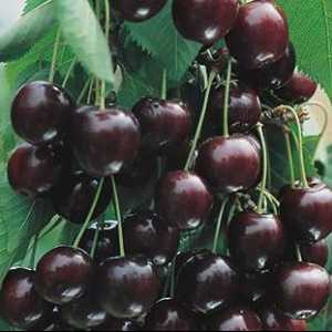 Cherry `Chocolate Girl`: descrierea principalelor caracteristici externe,…