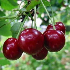 Cherry Ural ruby: poze, descrierea varietate, comentarii