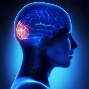 Porțiunea temporală a creierului: structura și funcția