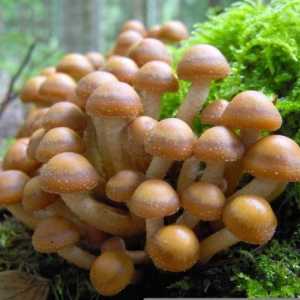 Ciupercă delicioasă: pui de vară