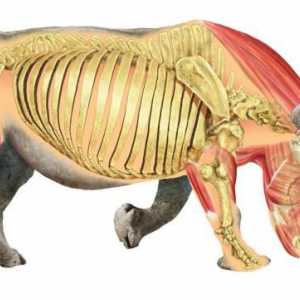 Structura internă a mamiferelor. Structura și funcția organelor interne ale unui mamifer