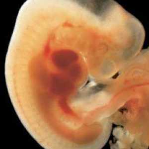 Dezvoltarea intrauterină a copilului: perioade și etape cu fotografie. Dezvoltarea copilului…