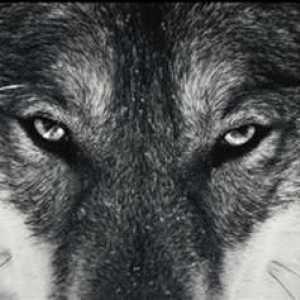 Lupii: tipuri de lupi, descriere, natură, habitat