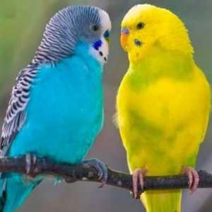 Papagalii înfloriți: cum se determină vârsta și sexul