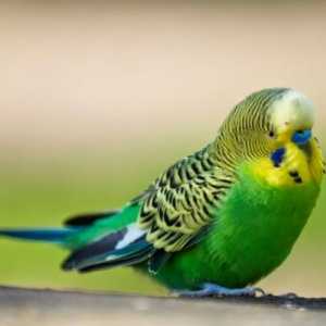 Parrotul papagal: bolile, simptomele și tratamentul