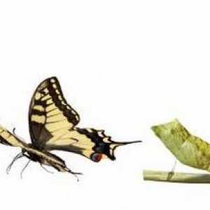 Magic în natură: cum este dezvoltarea fluturelui