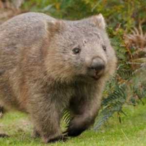 Wombat: Un animal din Australia. Urșii mici ai continentului verde