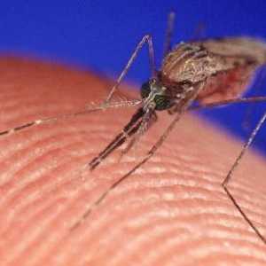 Întrebare: De ce țânțarul mănâncă mâncărime?