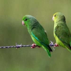Passerine papagalii sunt pasari exotice minunate