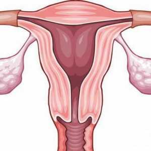 Inflamația canalului cervical: cauze, diagnostic, tratament