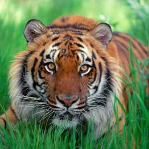Horoscopul estic: Tigrul. Anul Tigrului, o caracteristică a celor născuți în anul Tigrului