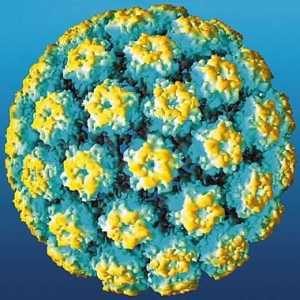 HPV la femei: consecințele periculoase ale celui mai frecvent virus
