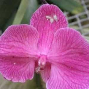Dăunători de orhidee: salvarea frumuseții noastre exotice