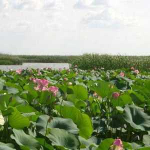 Timpul anului în care Lotusul înflorește în Astrahan