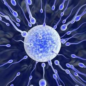 Știți câte celule spermatice trăiesc?