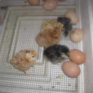 Exploatați puii într-un incubator acasă