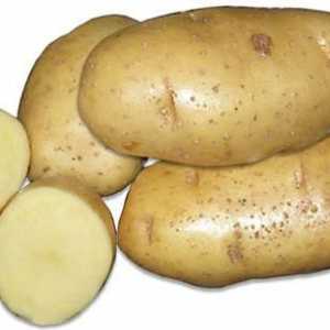 Cartofi cu randament ridicat Eșarfe: descrierea soiurilor