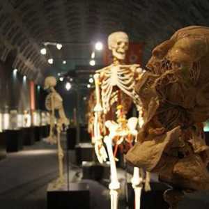 Expoziție "Corpul uman", Sankt-Petersburg: ore de lucru, adresă, recenzii
