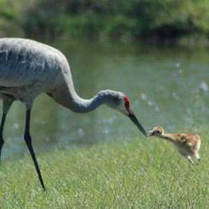Păsări de reproducție: caracteristici ale dezvoltării și activități vitale
