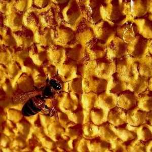 Забрус пчелиный. Применение в народной медицине