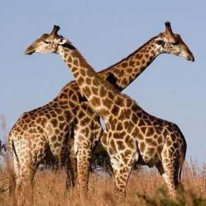 Ridicați o girafă pentru copii ca un depozit de fapte