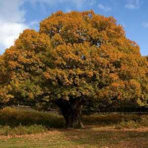 Mistere despre stejar - un copac care trăiește câteva sute de ani