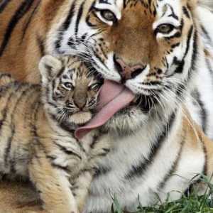 Mistere despre tigrii: studiem lumea animală