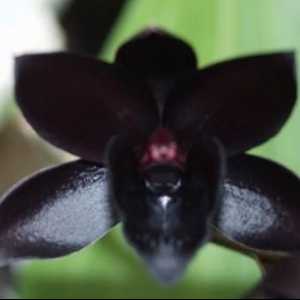 Flori misterioase - orhidee negre