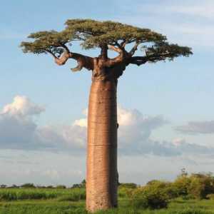 Misterios baobab: un pom miracol
