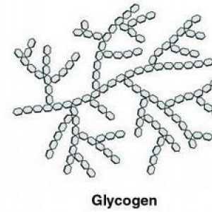 Carbohidrat animal. Este carbohidratul din celula animală glicogen sau amidon? Care este rezerva de…