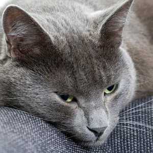 Constipația la o pisică: cauze și tratament la domiciliu
