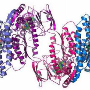 Funcția de protecție a proteinelor. Structura și funcția proteinelor