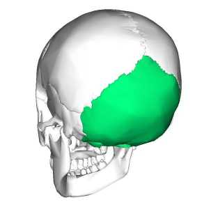 Oase occipitală a craniului uman și animal: fotografie și structură